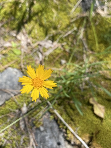 Coreopsis grandiflora