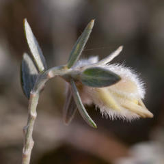 Amphithalea tomentosa