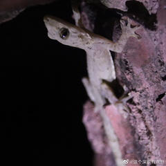Gekko chinensis
