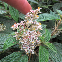 Miconia subseriata