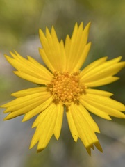 Coreopsis grandiflora inclinata