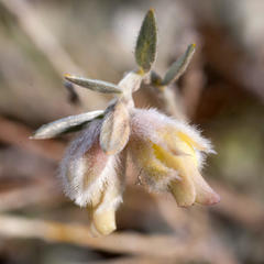 Amphithalea tomentosa