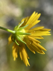 Coreopsis grandiflora inclinata