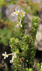 Gnidia tomentosa