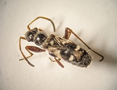 Slaterobius insignis