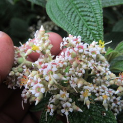 Miconia subseriata