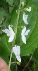 Equilabium laxiflorum