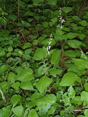 Equilabium laxiflorum