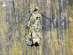 Olethreutes permundana