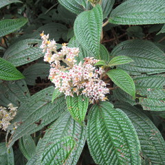 Miconia subseriata