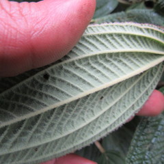Miconia subseriata