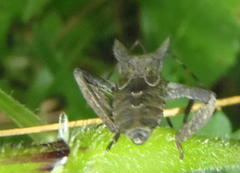 Elasmopoda