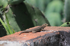 Sceloporus grammicus