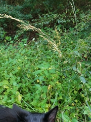 Lolium arundinaceum