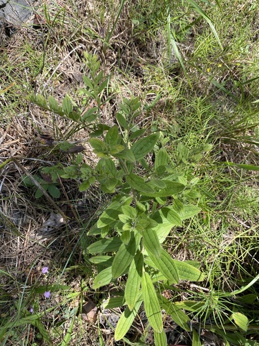 Image of Lithospermum decipiens by (c) Matt Berger, some rights reserved (CC BY)