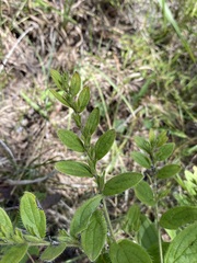 Lithospermum decipiens