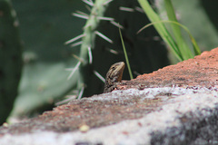Sceloporus grammicus
