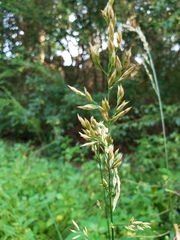 Lolium arundinaceum
