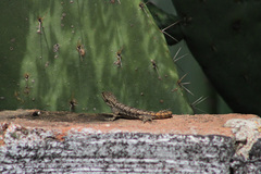 Sceloporus grammicus