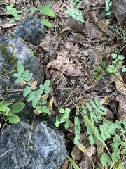 Pellaea atropurpurea