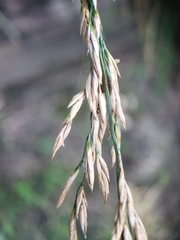 Lolium arundinaceum