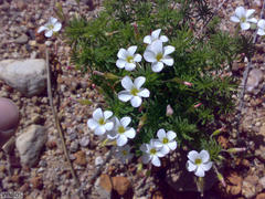 Oxalis tenuifolia