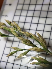 Lolium arundinaceum