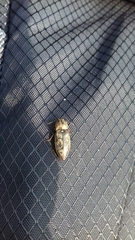 Prosternon tessellatum