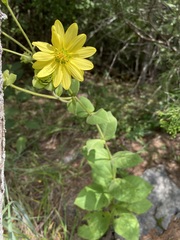 Silphium glutinosum