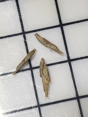 Lolium arundinaceum