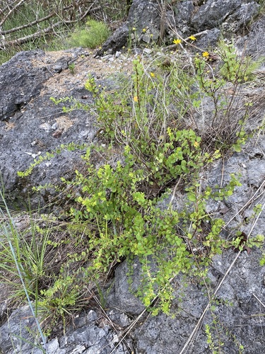 Image of Phyllanthopsis phyllanthoides by (c) Matt Berger, some rights reserved (CC BY)