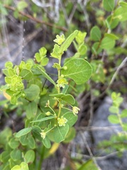 Phyllanthopsis phyllanthoides
