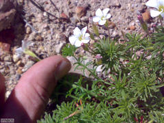 Oxalis tenuifolia