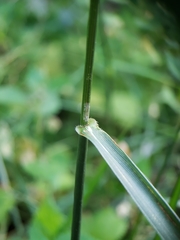 Lolium arundinaceum