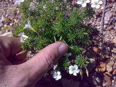 Oxalis tenuifolia