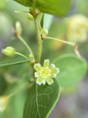 Phyllanthopsis phyllanthoides