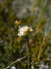 Macrostylis ramulosa