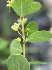 Phyllanthopsis phyllanthoides