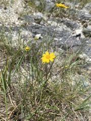 Coreopsis grandiflora inclinata