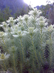 Phylica pubescens pubescens