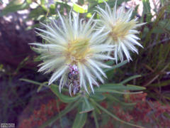 Phylica pubescens pubescens