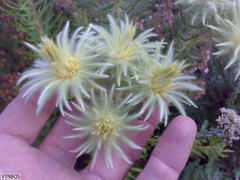 Phylica pubescens pubescens