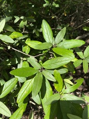 Croton alabamensis