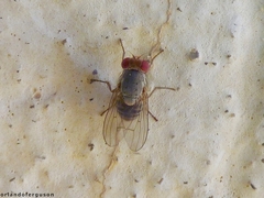 Prosopomyia pallida
