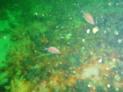 Pachymetopon blochii