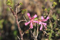 Pelargonium karooicum