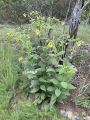 Silphium glutinosum