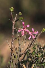 Pelargonium karooicum