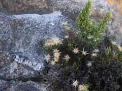 Dolichothrix ericoides