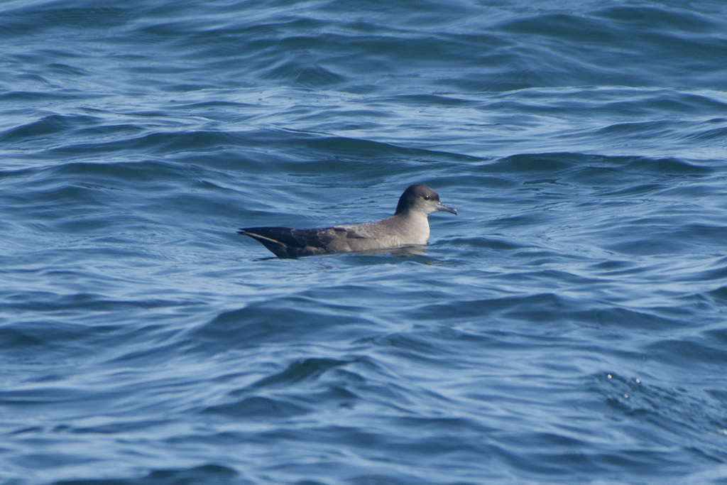 Short-tailed shearwater resting on the open sea